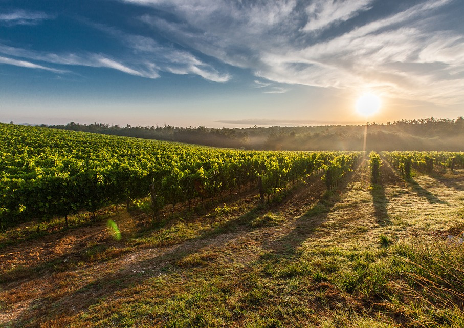 athens-wine-tour